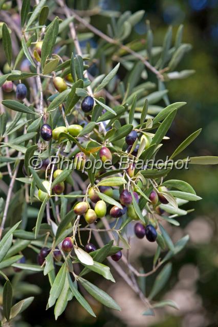 france corse 23.JPG - Olives sur l'arbreCorse